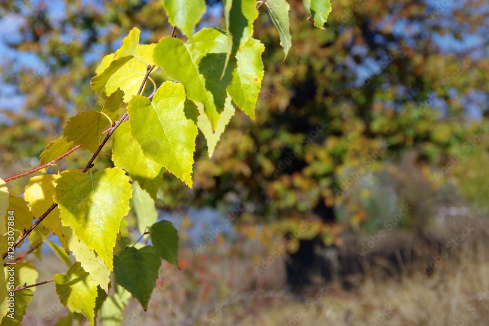 Yellow leaves Yellow leaves