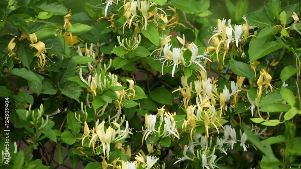 Yellow and white honeysuckle (Caprifoliaceae) shrubs, closeup pan, flowering beauty shot, also known as twining vines, a bumble bee pollinates a flower on the vine. Yellow and white honeysuckle (Caprifoliaceae) shrubs, closeup pan, flowering beauty shot, also known as twining vines, a bumble bee pollinates a flower on the vine.