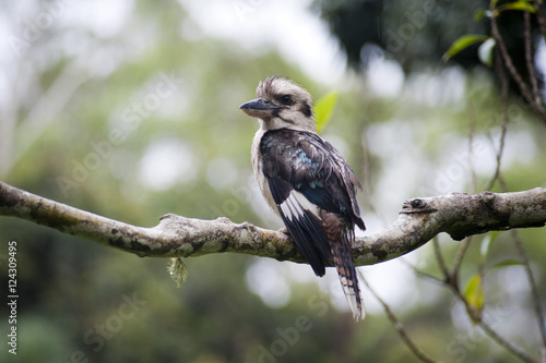 perched kookaburra