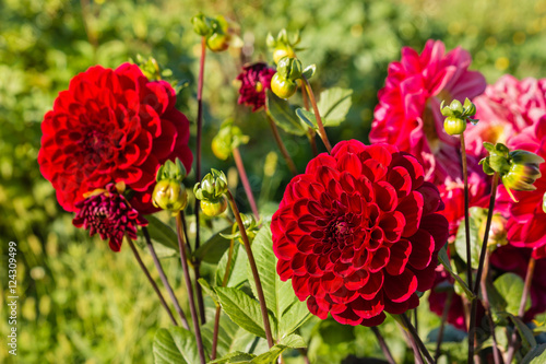 Photo closeup of red dahlia flowers in bloom
