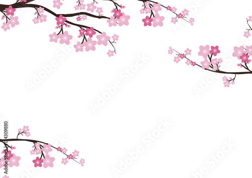 Cherry blossom flowers background. Sakura  pink flowers  backgro