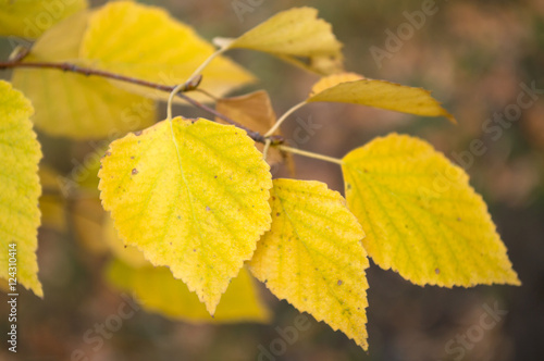 Abstract autumn background with yellow leaves