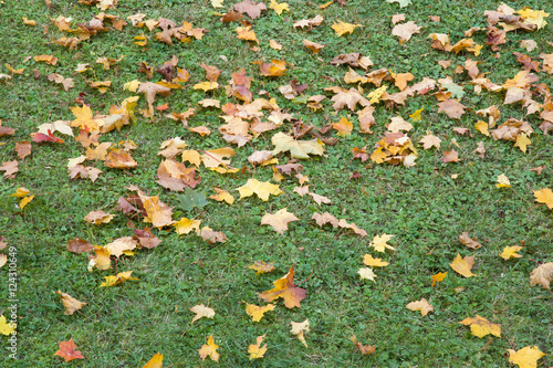 Fallen colorful autumn leaves on the grass. Background.