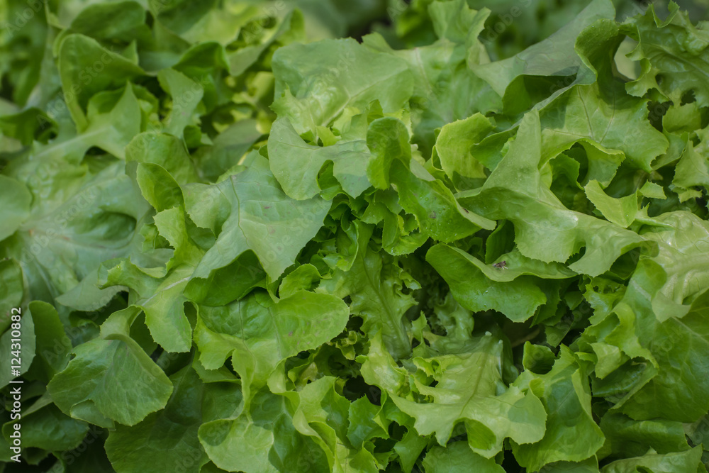 Fresh lettuce in the garden, Thailand. Fresh lettuce in the garden, Thailand.