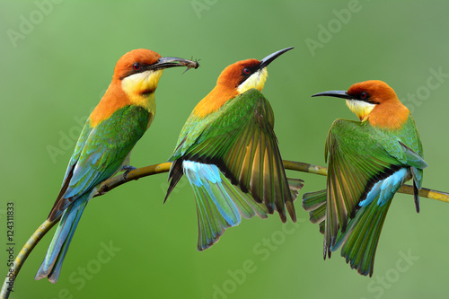 Chestnut-headed bee-eater (Merops leschenaulti) a brightly green