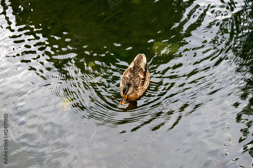 Ente auf dem Wasser