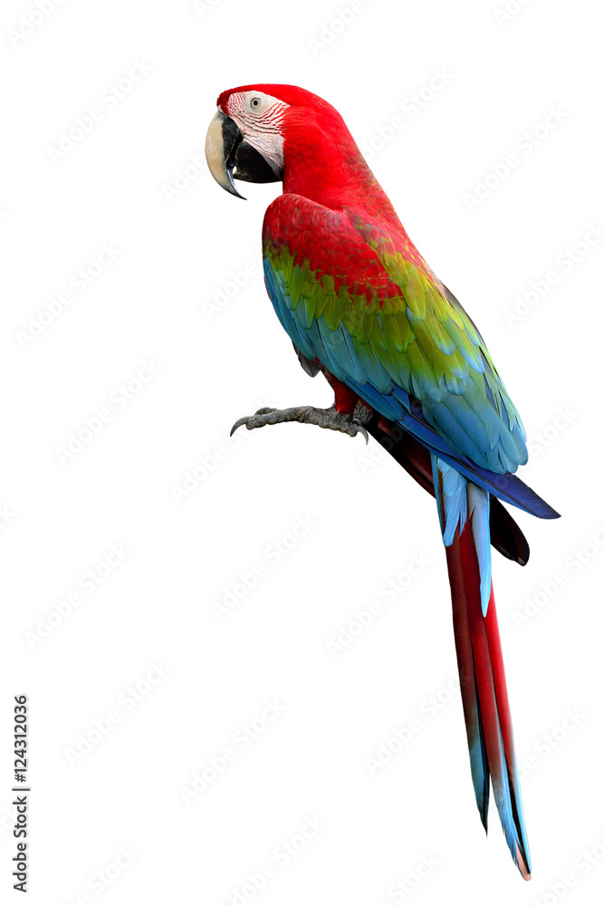 Obraz premium Papuga ara zielonoskrzydła, piękne ptaki wielobarwne z czerwonym