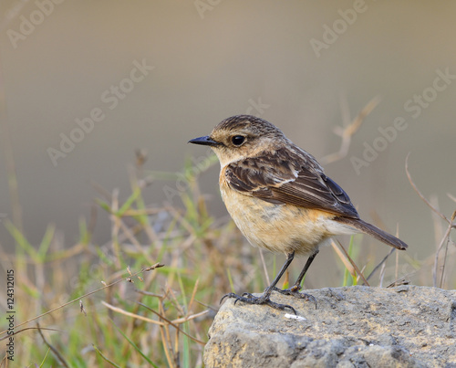 Female of Stejneger's Stonechat (Saxicola stejnegeri) the lovely