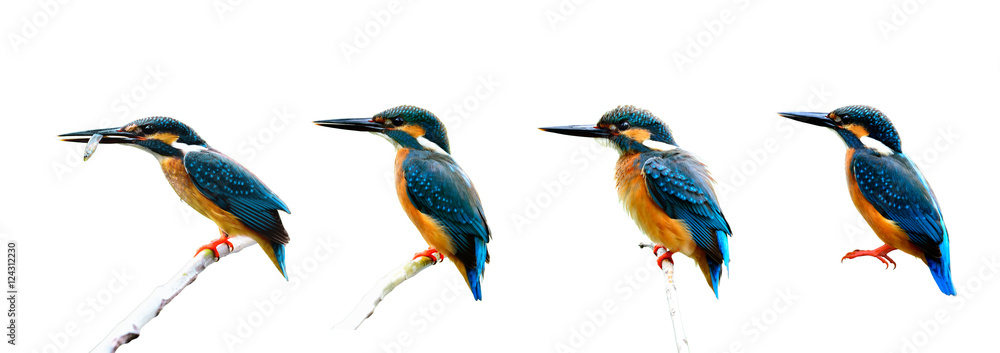Fototapeta premium Set of Common Kingfisher (Alcedo atthis) the beautiful littlel b