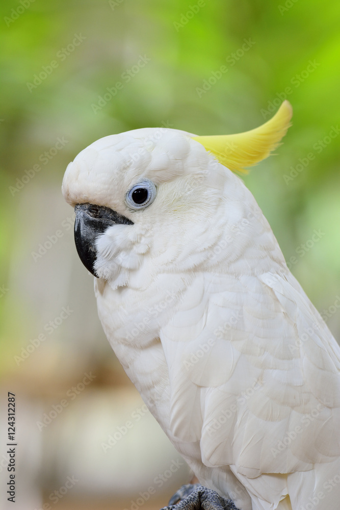 Sulpher-crested cockatoo, the lovely white with yellow crested p Sulpher-crested cockatoo, the lovely white with yellow crested p
