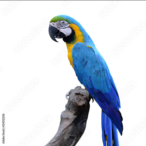 Portrait of Blue-and-yellow (Ara ararauna) or Blue and yellow, t