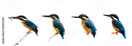 Set of Common Kingfisher  Alcedo atthis  the beautiful littlel b