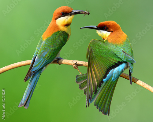 Sweet pair of Chestnut-headed bee-eater (Merops leschenaulti) a