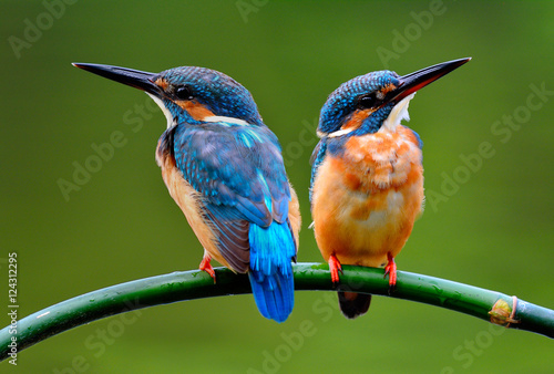 Photo Sweet pair of Common Kingfisher (Alcedo atthis) beautiful small