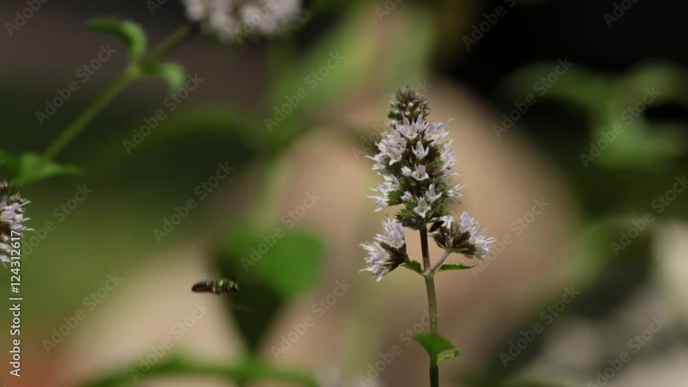 Macrocloseup of bees pollinating a mint flower, 24p nature. Macrocloseup of bees pollinating a mint flower, 24p nature.