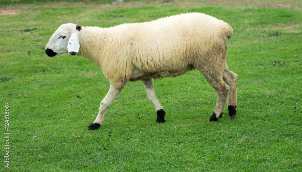 sheep on the grass sheep on the grass