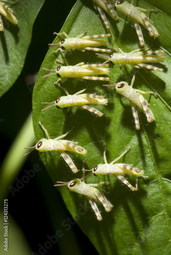 Photography Bunch of locusts on green leaves