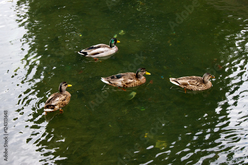 Enten auf einem Teich