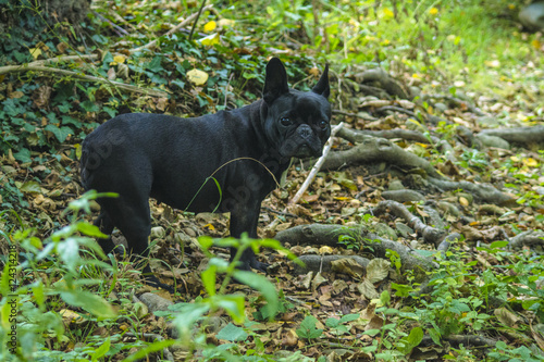 bulldog francés en el bosque