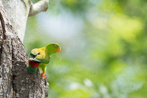 Parrot bird .Vernal Hanging Parrot ( Loriculus vernalis ) with sunrise background photo