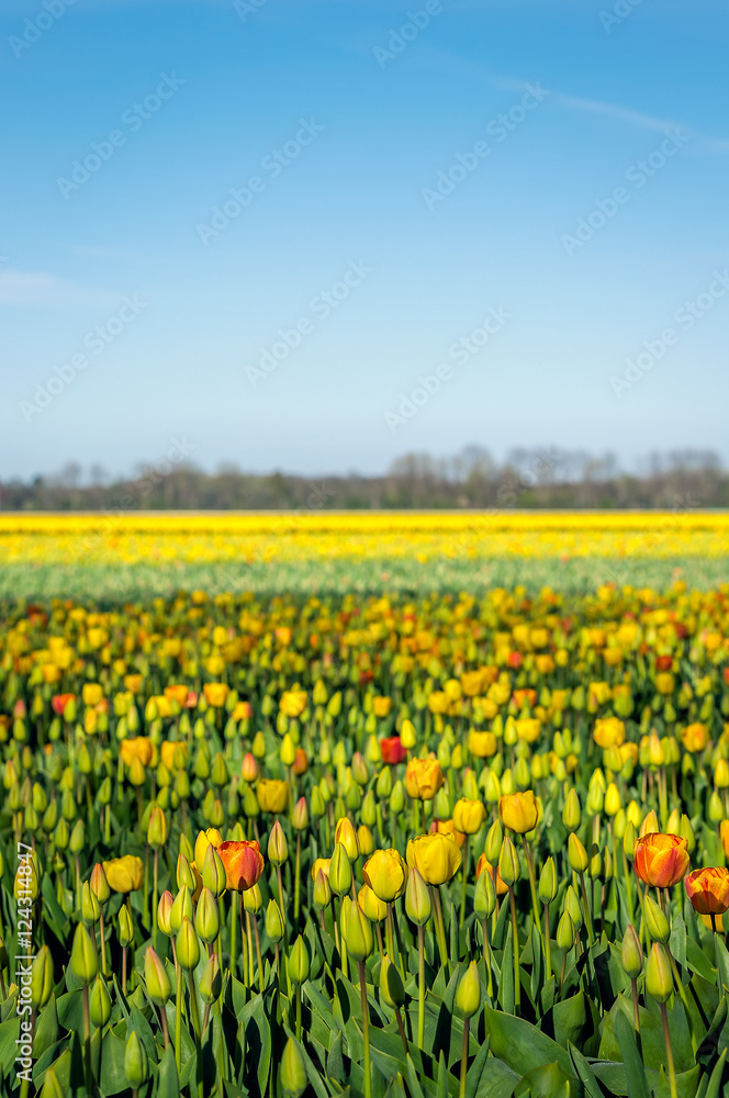 Sunny field with multi colored flowering tulip bulbs Sunny field with multi colored flowering tulip bulbs