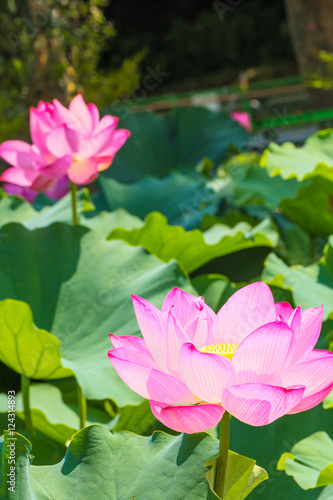 The Lotus Flower.Background is the lotus leaf and lotus flower and tree.