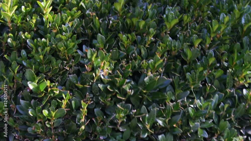 Green bush with sharp leaf. Green bush with sharp leaf.