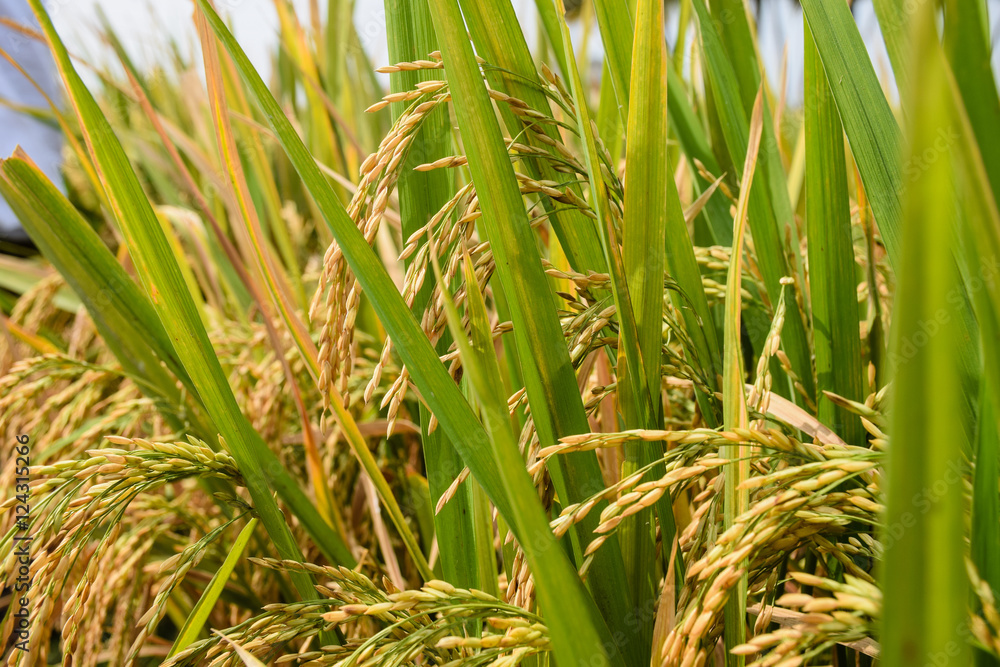 Obraz premium Paddy field