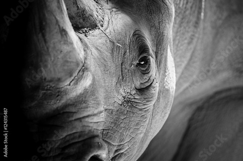 Vászonkép A Rhino Ready to Charge
