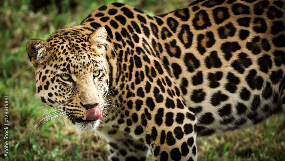 Obraz premium Hungry Leopard Licking His Lips