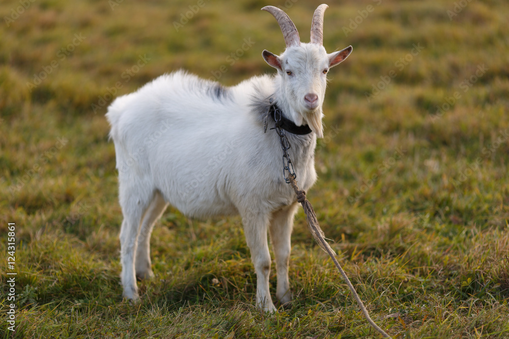 Obraz premium Козы на пастбище