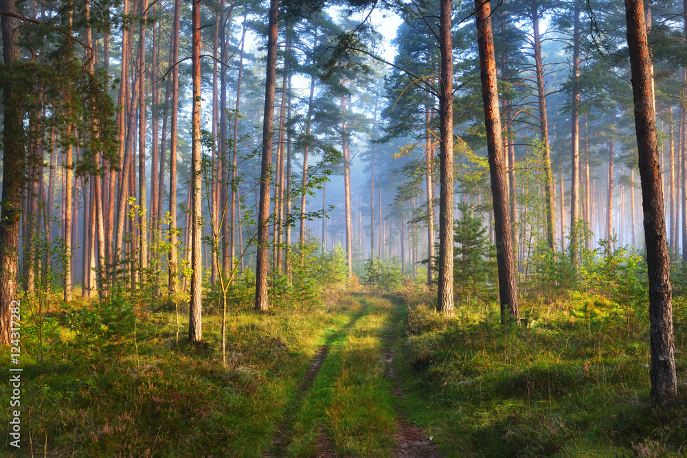 Naklejka premium Mglisty wschód słońca w lesie liściastym na Łotwie.