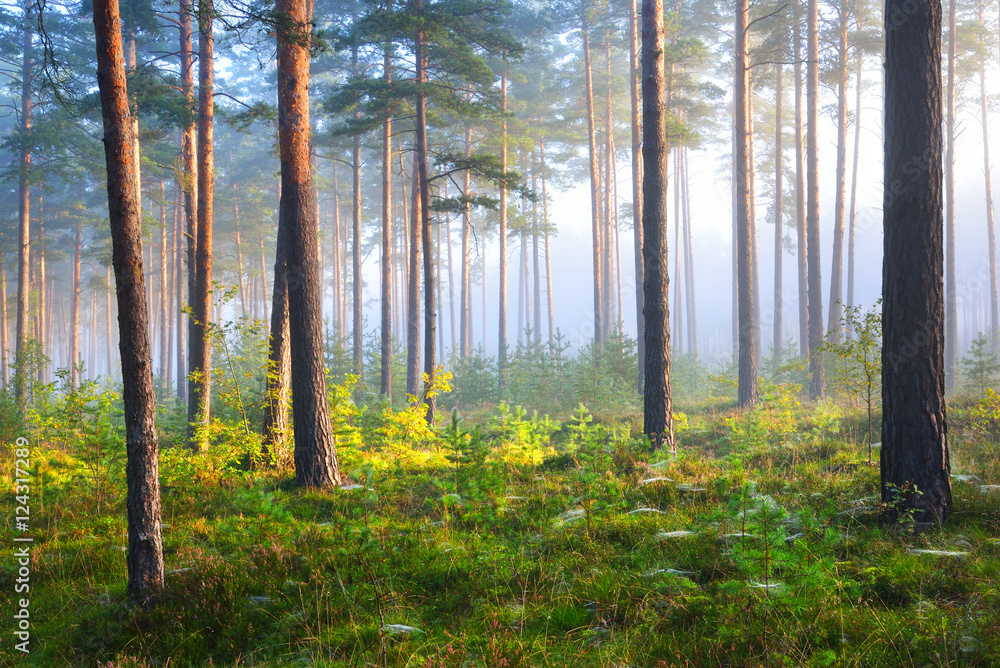 Naklejka premium Foggy sunrise in the deciduous forest in Latvia.