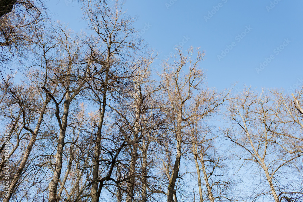 Crowns trees against the background of the blue sky in sunny autumn day Crowns trees against the background of the blue sky in sunny autumn day