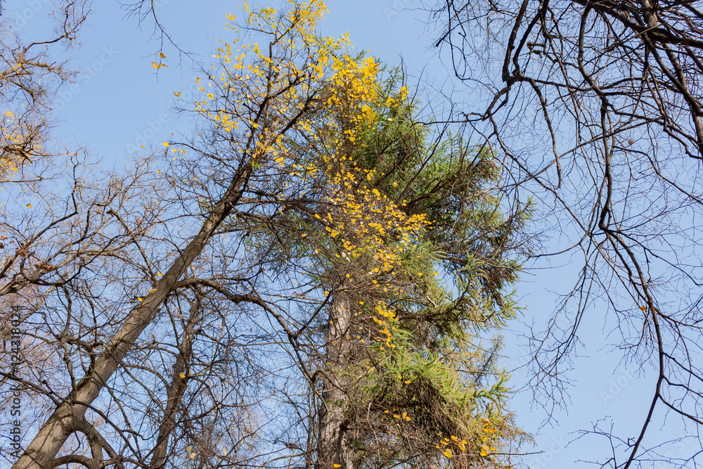 Fototapeta premium Crowns trees against the background of the blue sky in sunny autumn day