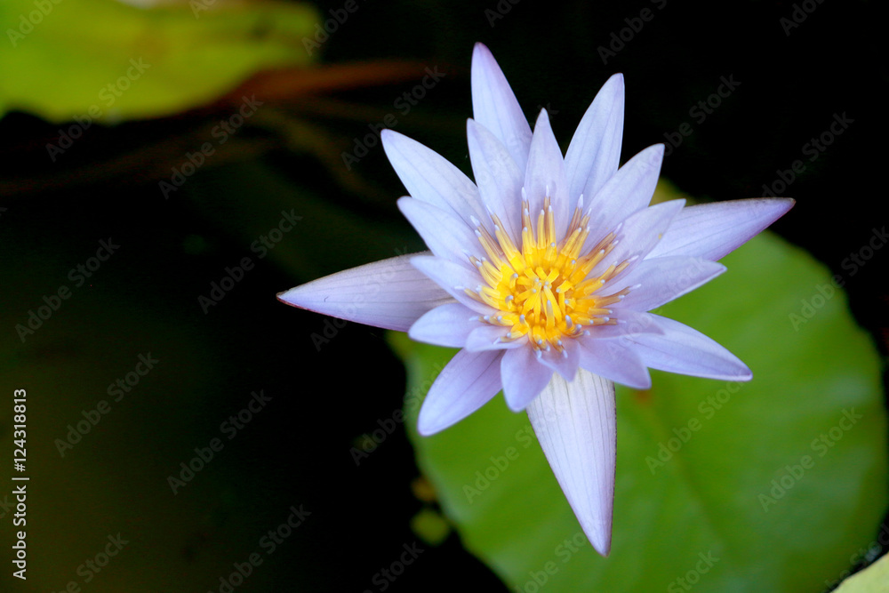 This beautiful waterlily or purple lotus flower is complimented by the drak colors of the deep blue water surface. Saturated colors and vibrant detail make this an almost surreal image This beautiful waterlily or purple lotus flower is complimented by the drak colors of the deep blue water surface. Saturated colors and vibrant detail make this an almost surreal image