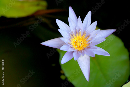 This beautiful waterlily or purple lotus flower is complimented by the drak colors of the deep blue water surface. Saturated colors and vibrant detail make this an almost surreal image