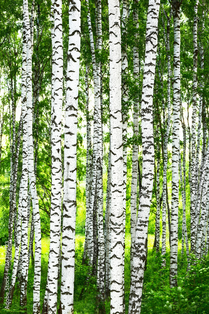 Naklejka premium summer in birch forest