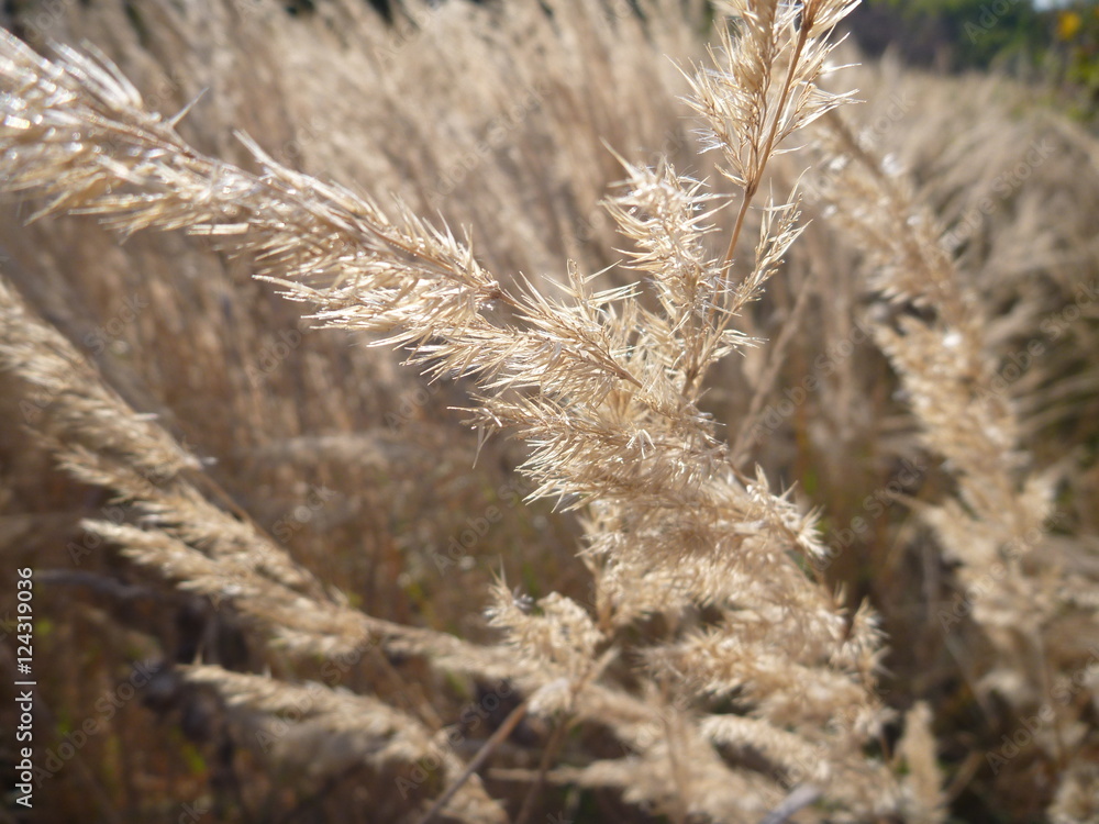 detail of a high dry grass on a meadow detail of a high dry grass on a meadow