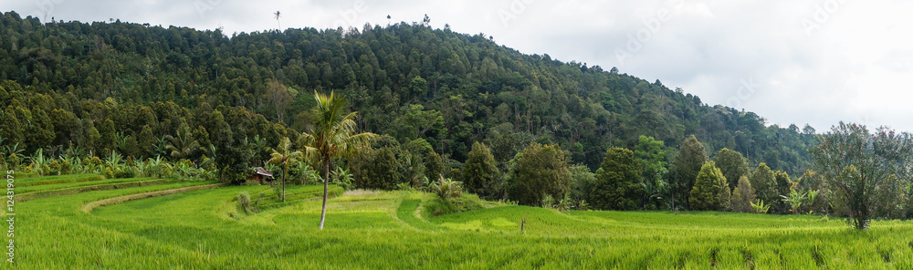Panorama d'une rizière, Munduk, Bali, Indonésie Panorama d'une rizière, Munduk, Bali, Indonésie