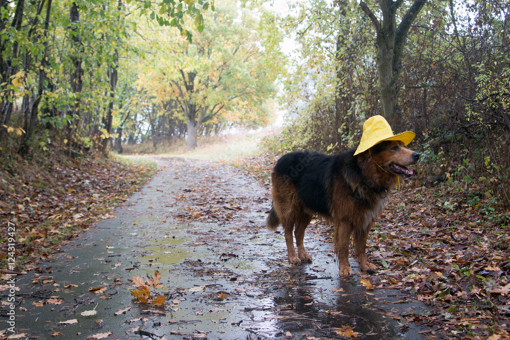 Hund mit Regenhut im Herbst macht einen Spaziergang – Stock-Foto | Adobe  Stock