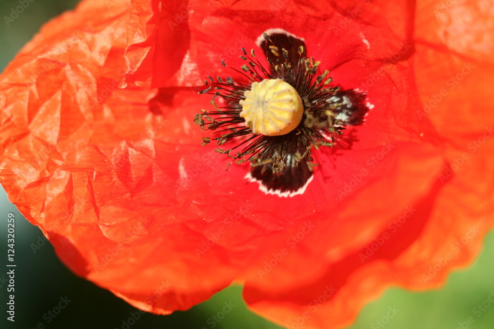 red poppy in the garden closeup red poppy in the garden closeup