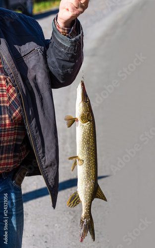 Fototapeta Naklejka Na Ścianę i Meble -  Pike fish on the line