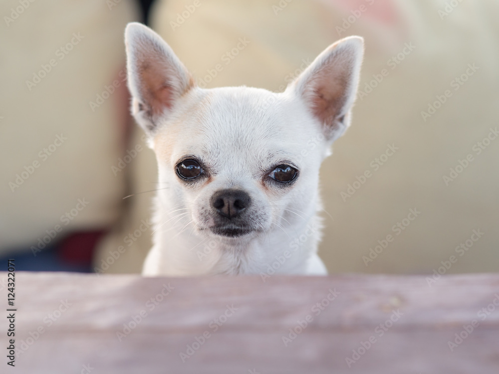 dog waiting for food