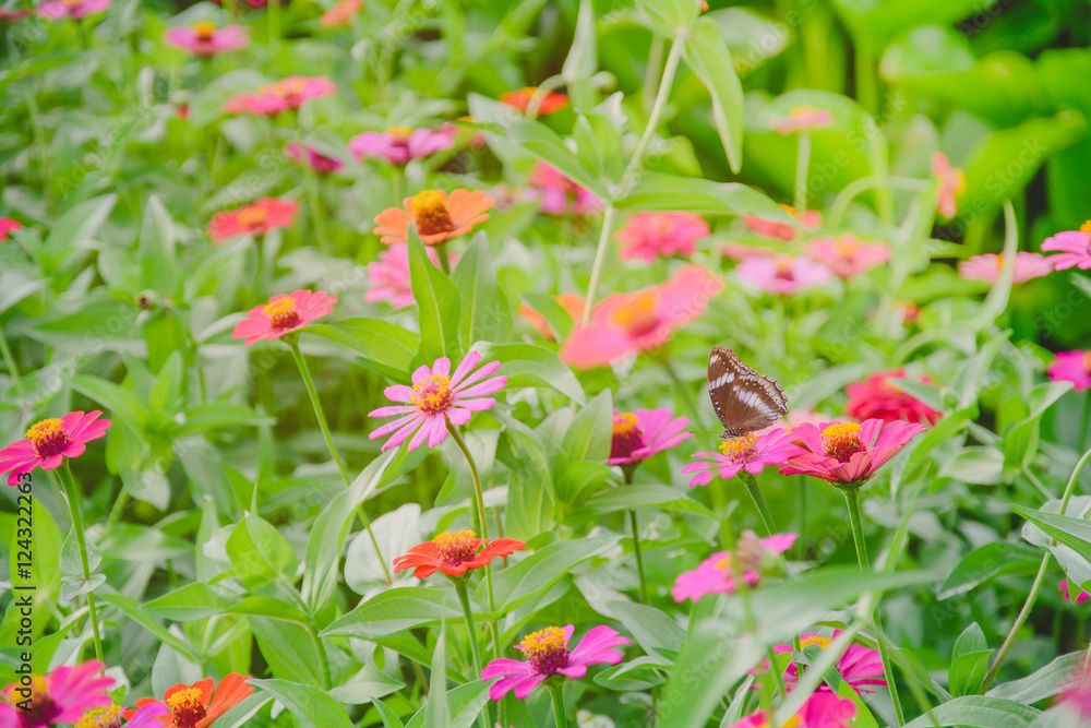 Soft focus butterfly with flower in garden,copy space , Soft focus butterfly with flower in garden,copy space ,