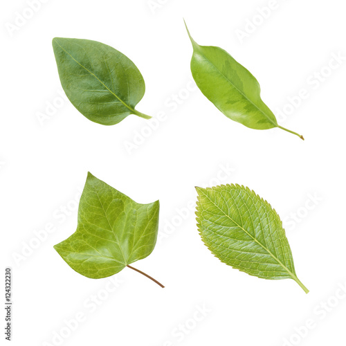 鮮やかな緑色した いろいろな形の葉っぱ Stock Photo Adobe Stock 鮮やかな緑色した いろいろな形の葉っぱ Stock Photo Adobe Stock
