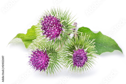 Fotografia Prickly heads of burdock flowers on a white background.