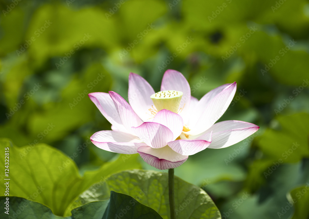 Obraz premium 蓮の花