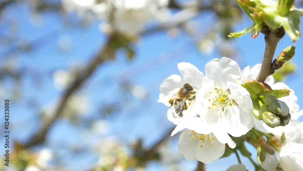Slow motion bees flying collecting pollen from flowers cherry tree blossom pollinating fruit trees making honey close up honeycomb bee working on sunny day and warm weather with blue sky Slow motion bees flying collecting pollen from flowers cherry tree blossom pollinating fruit trees making honey close up honeycomb bee working on sunny day and warm weather with blue sky