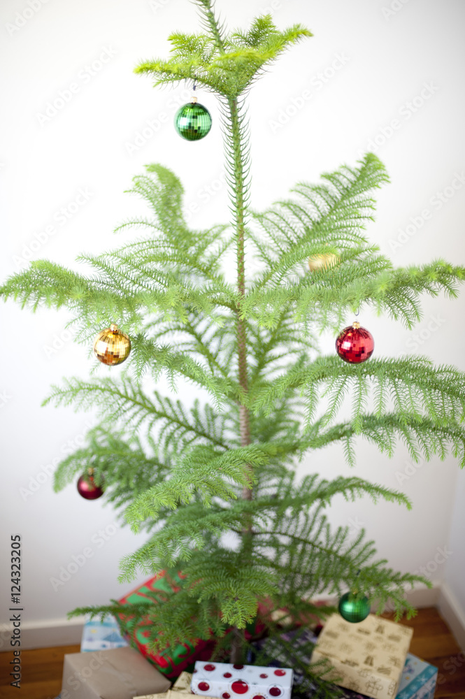 Fotografie Norfolk Island pine Christmas tree
